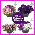 Afbeelding van HP27 o.kl. Petunia Divers